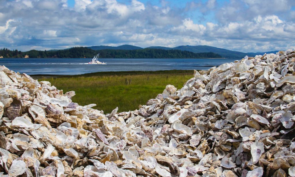 Long Beach Peninsula Oysters Willapa Bay