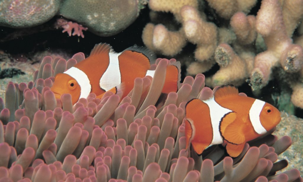 Great Barrier Reef Australia