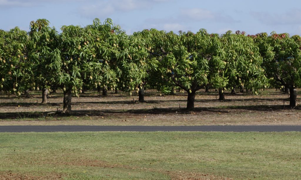 Golden Drop Winery Mango Orchard