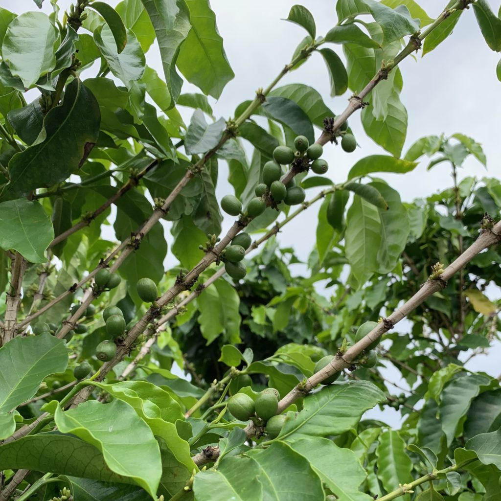 Jacques Coffee Plantation on Brett's Outback Tasting Adventures