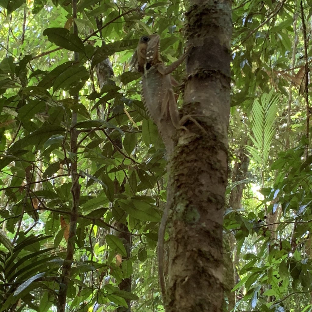 Mossman Gorge Centre Dreamtime Walk