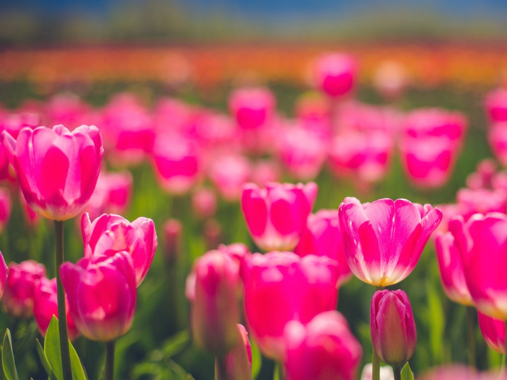 Chilliwack Tulip Festival Tulips of the Valley Photo Winston Wong