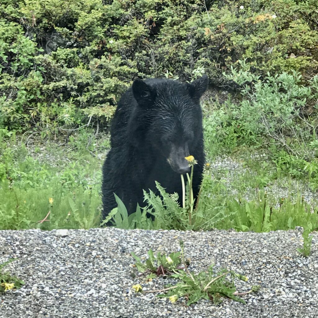 Rediscover Lake Louise Black Bear Cub photo by Luises Ming Quan