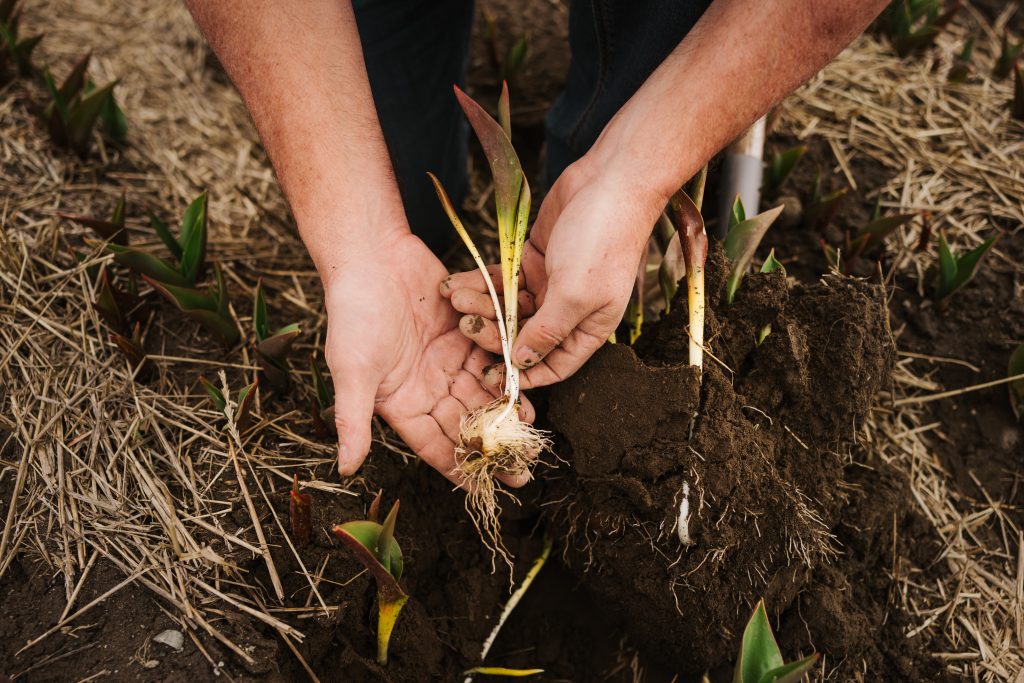 Abbotsford Tulip Festival: Lakeland Flowers event in 2023