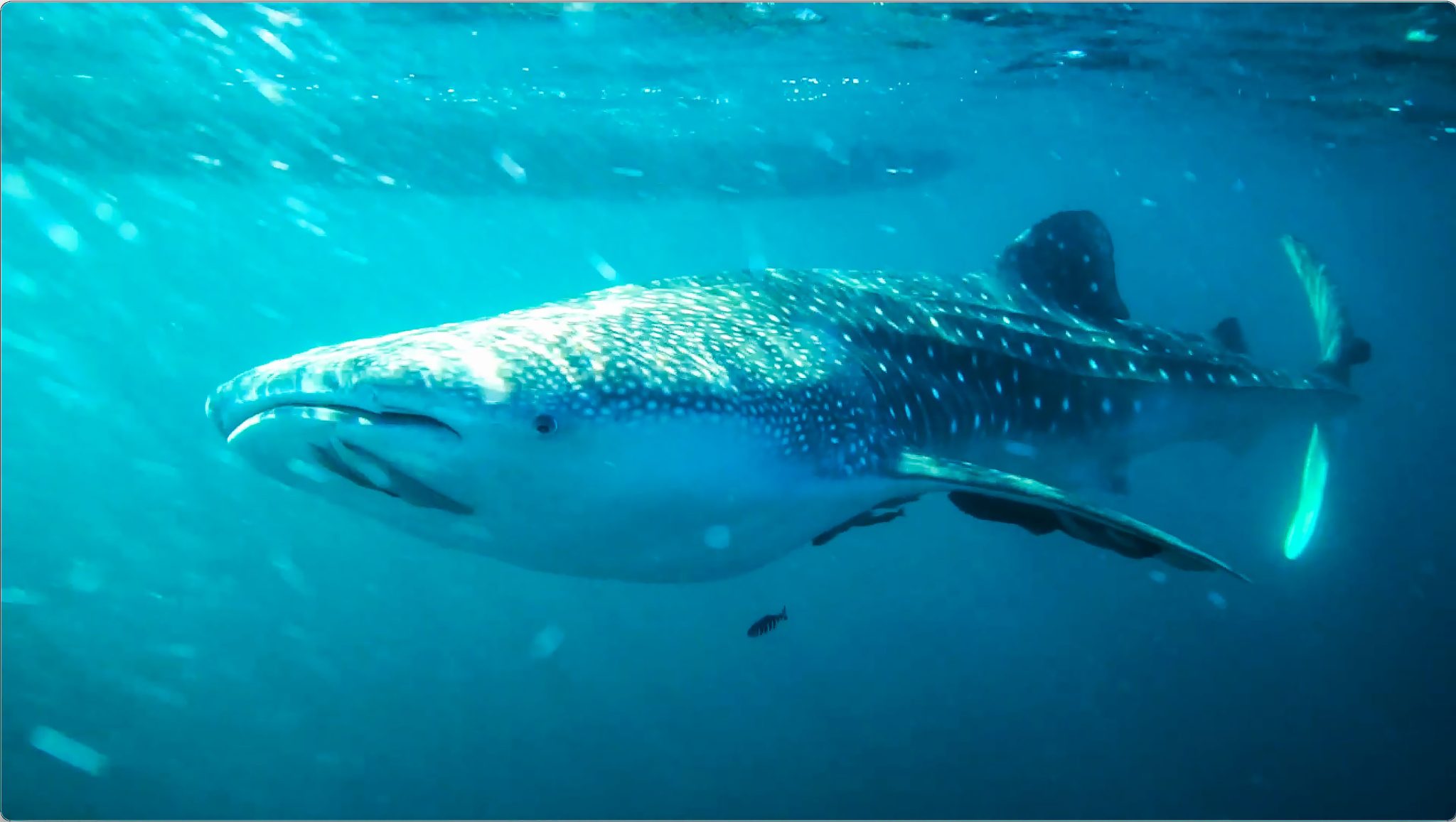 La Paz, swim with the Whale Sharks - styledrama