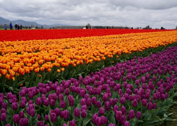 Skagit Valley Tulip Festival 2024