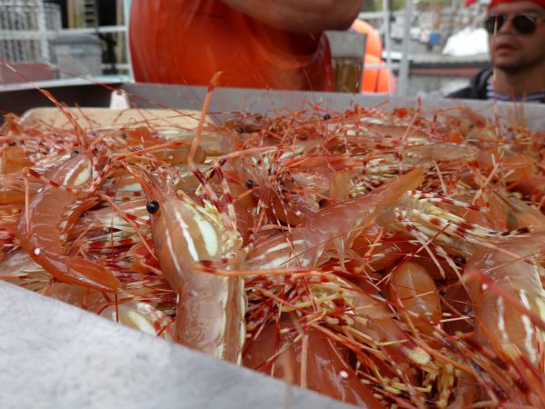 Spot Prawn Festival Vancouver 2026